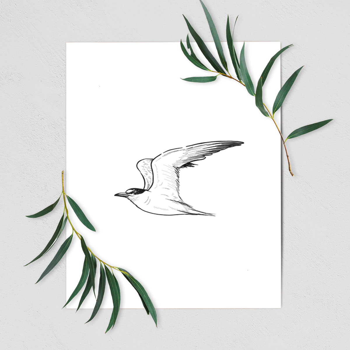 California Least Tern - Sterna antillarum browni - Fine Art Print