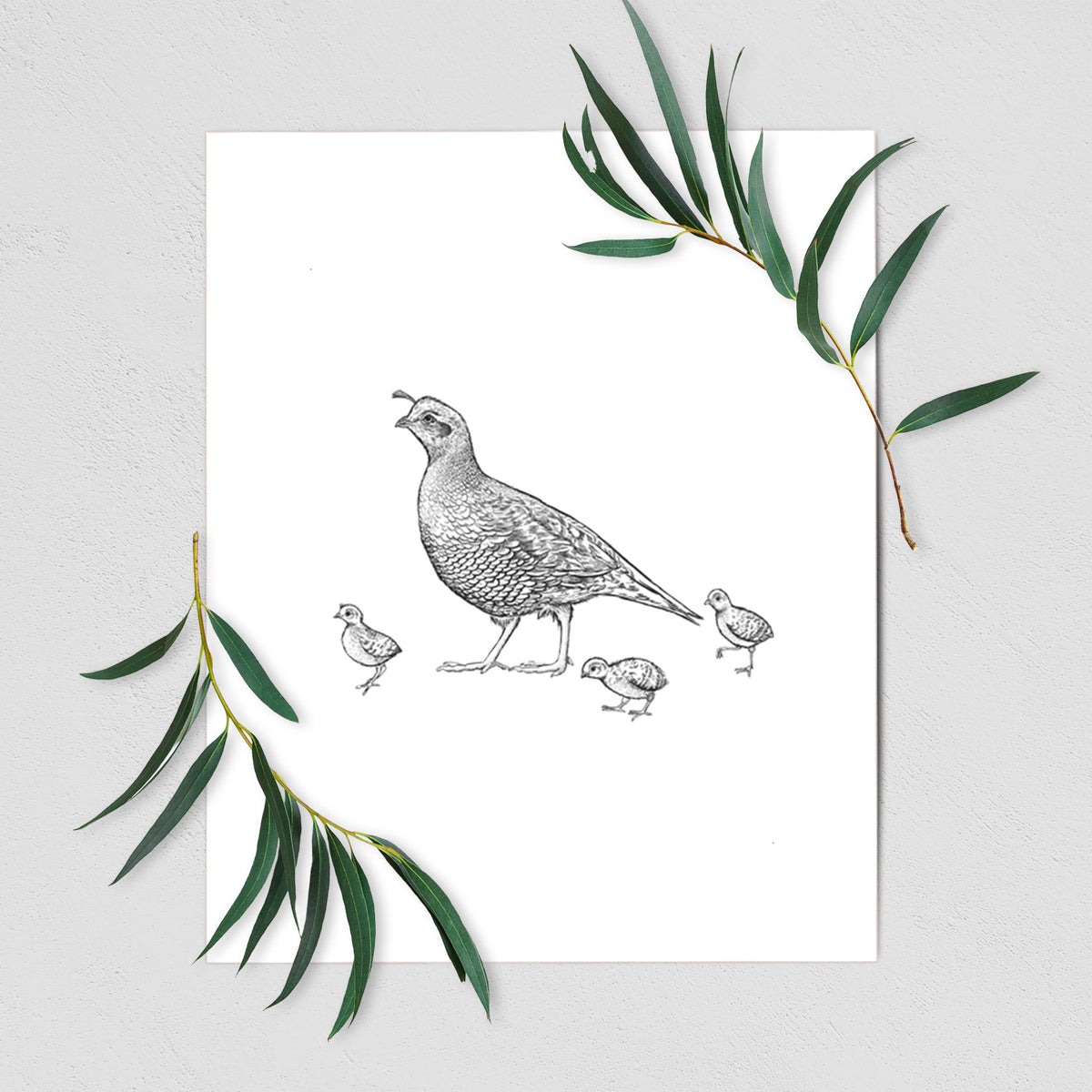 California Quail with Babies - Callipepla californica - Fine Art Print