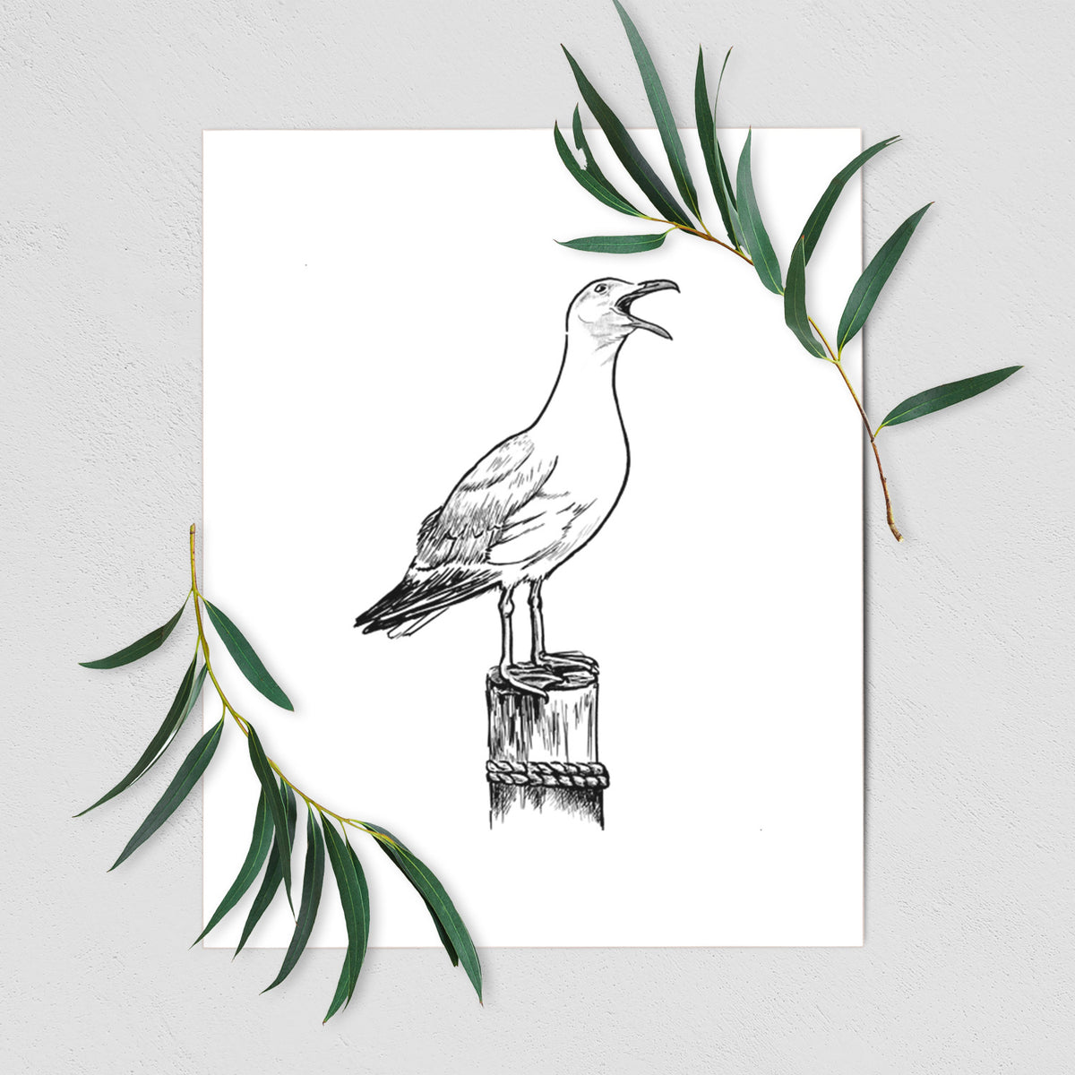 California Gull - Larus californicus - Fine Art Print