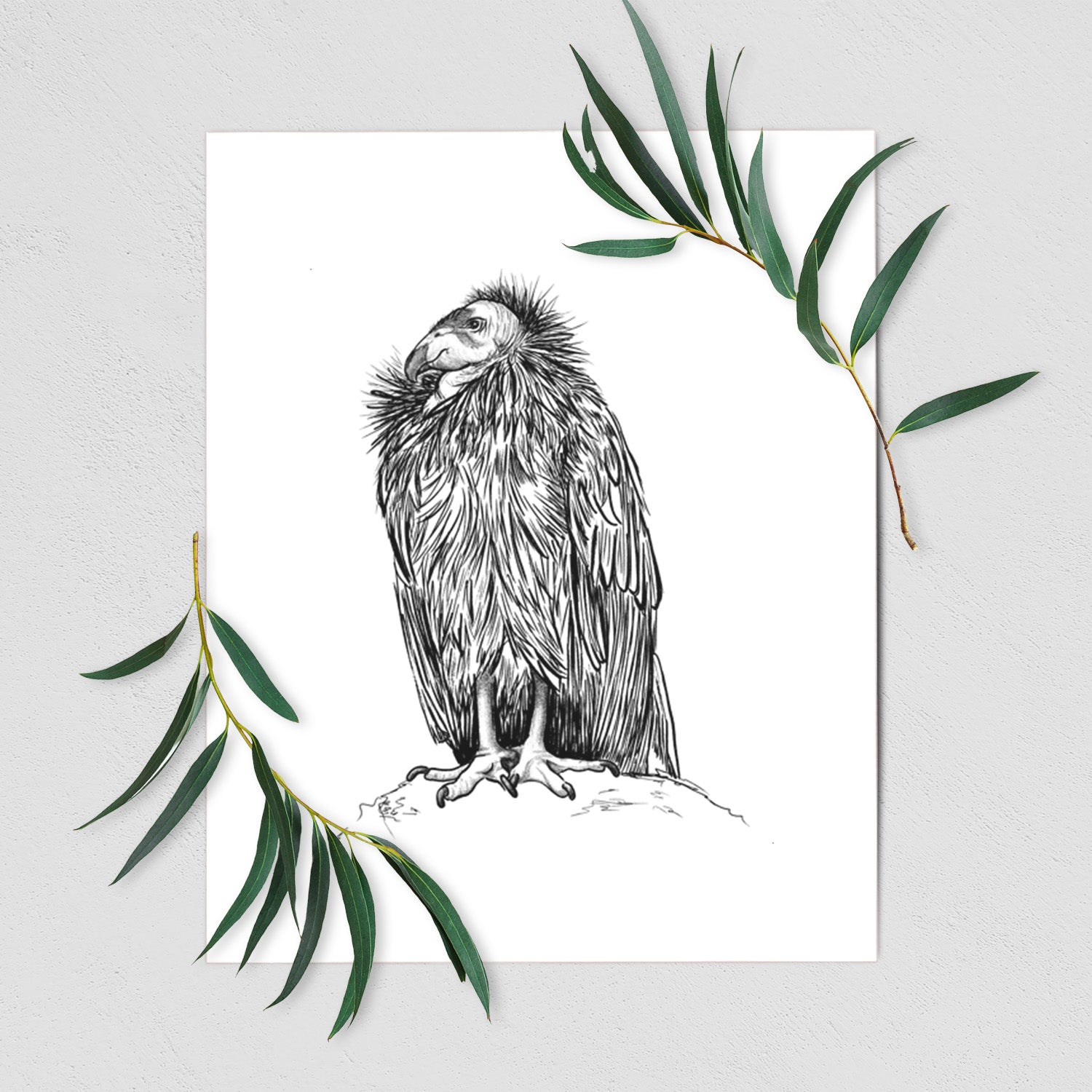 California Condor - Gymnogyps californianus - Fine Art Print