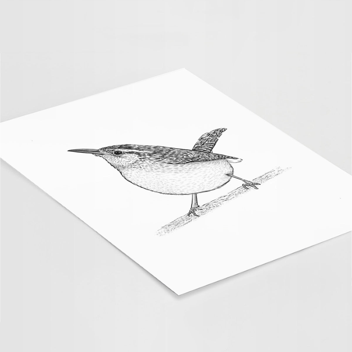 Carolina Wren - Thryothorus ludovicianus - Fine Art Print