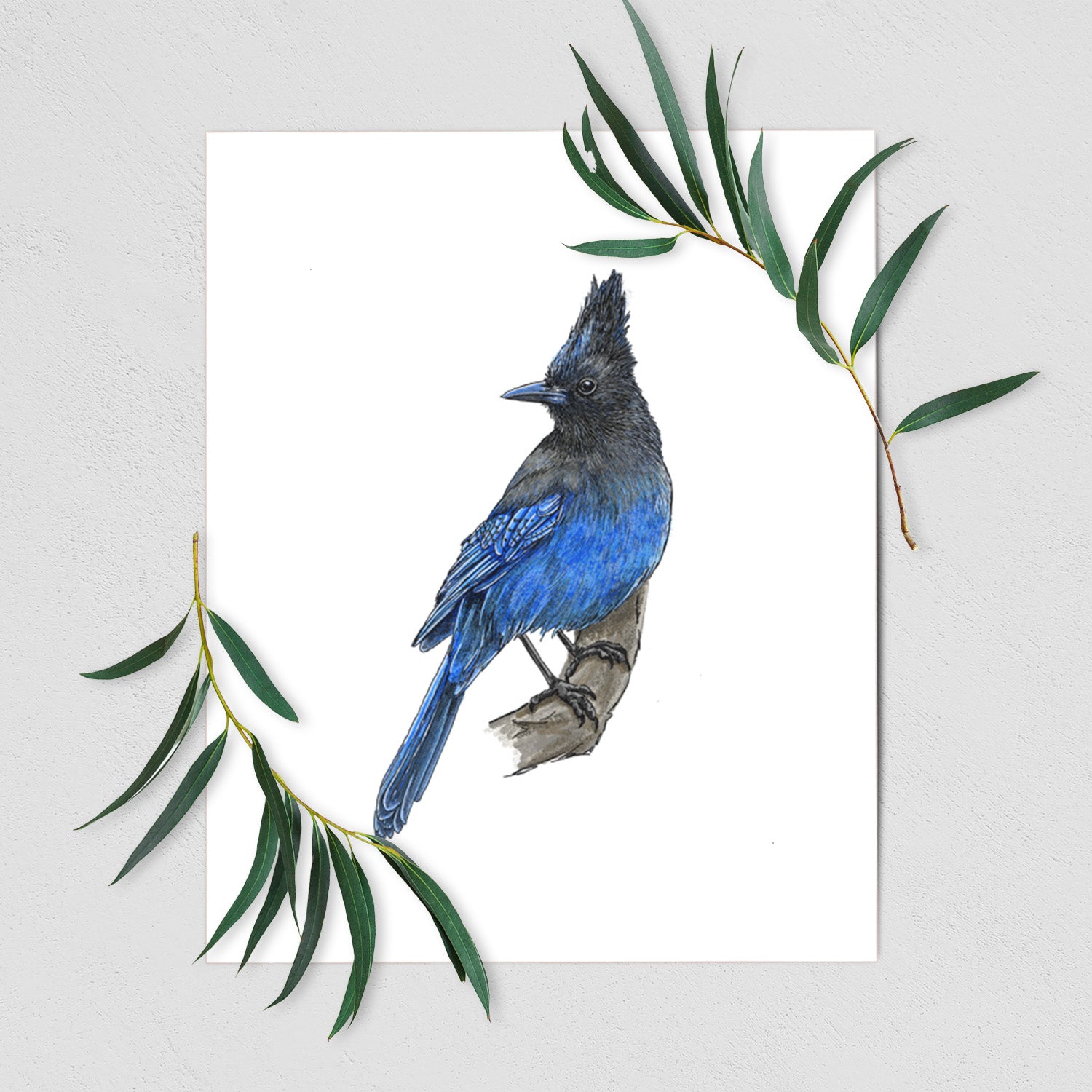 Vibrant Coastal Steller's Jay - Cyanocitta stelleri - Fine Art Print