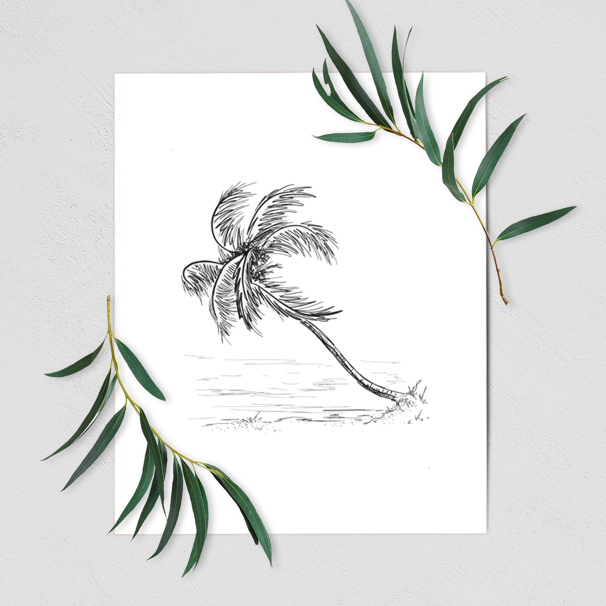 Coconut Palm - Cocos nucifera - Fine Art Print