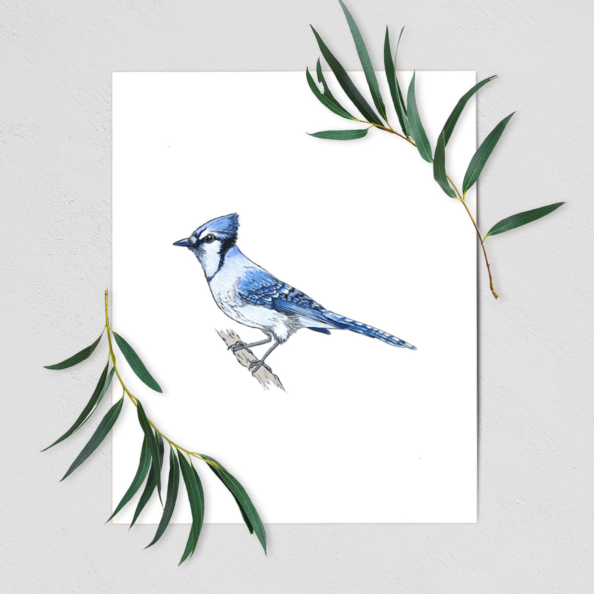 Vibrant Blue Jay - Cyanocitta cristata - Fine Art Print