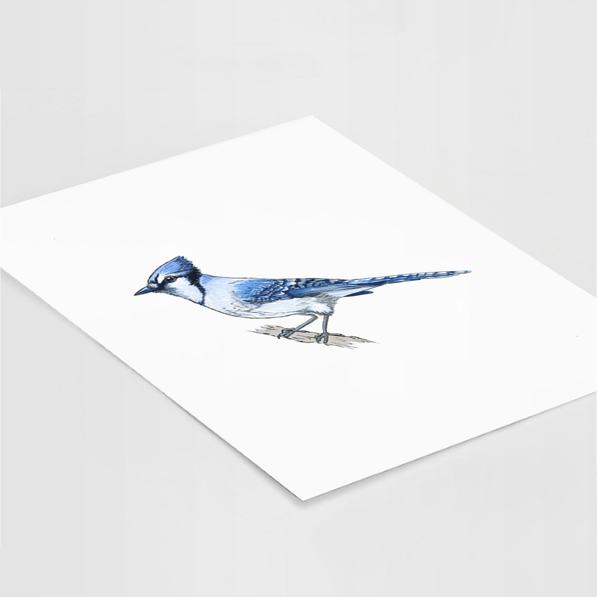 Vibrant Blue Jay - Cyanocitta cristata - Fine Art Print