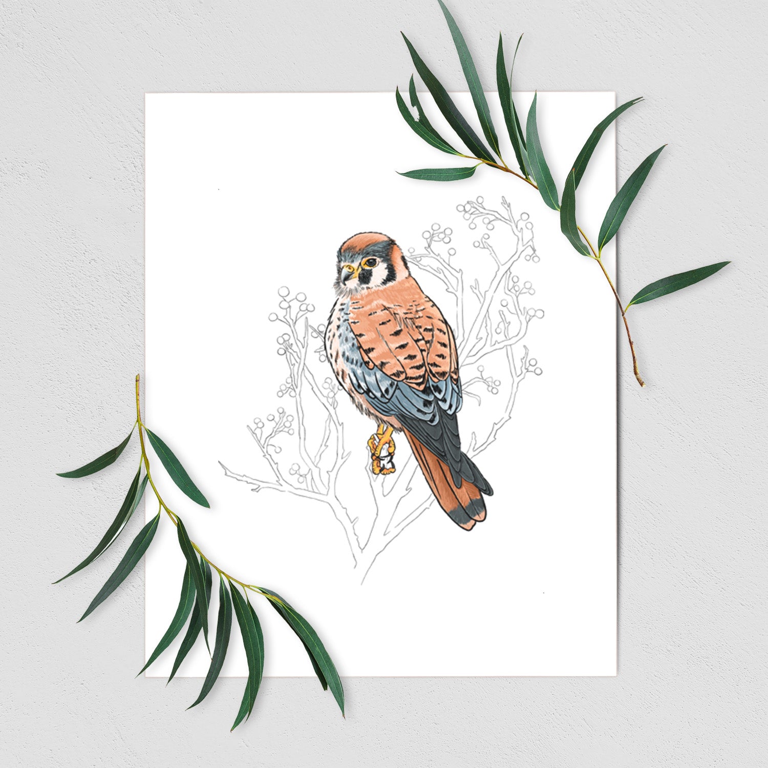 Vibrant American Kestrel - Falco sparverius - Fine Art Print