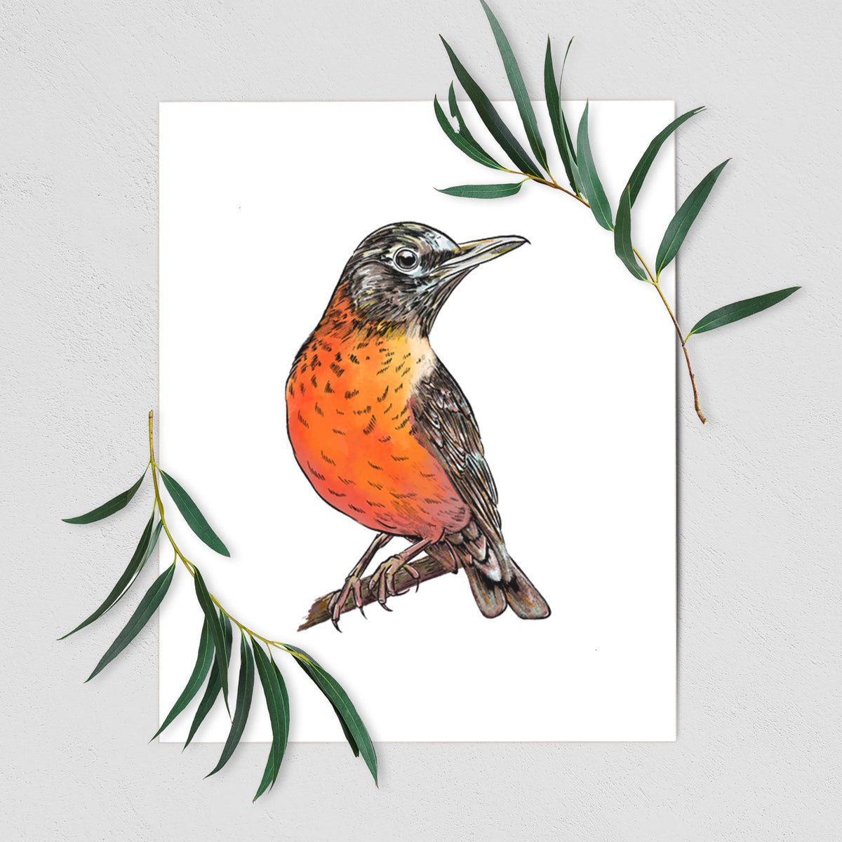 Vibrant American Robin - Turdus migratorius - Fine Art Print