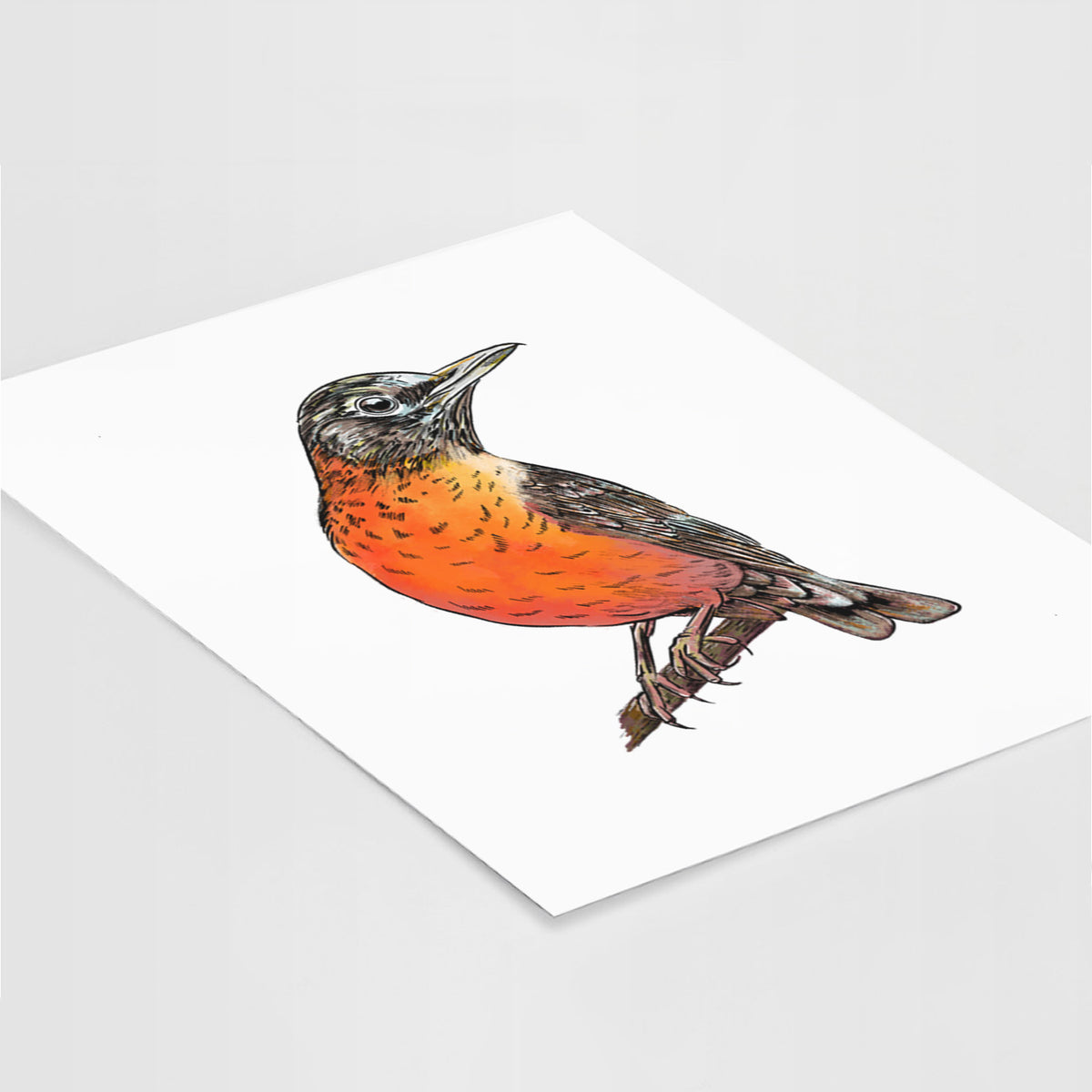 Vibrant American Robin - Turdus migratorius - Fine Art Print