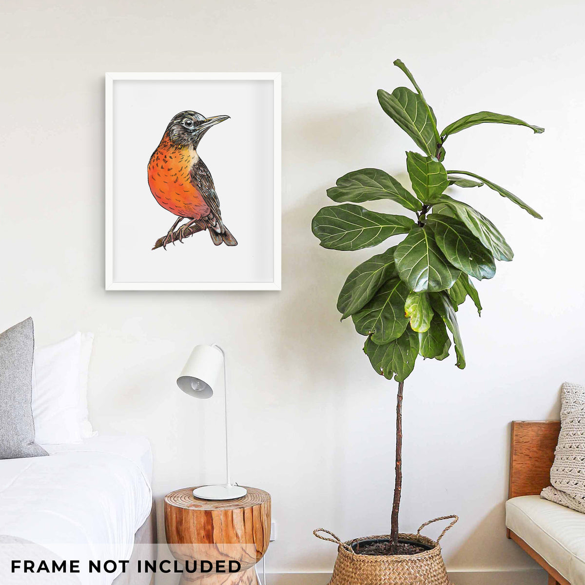 Vibrant American Robin - Turdus migratorius - Fine Art Print