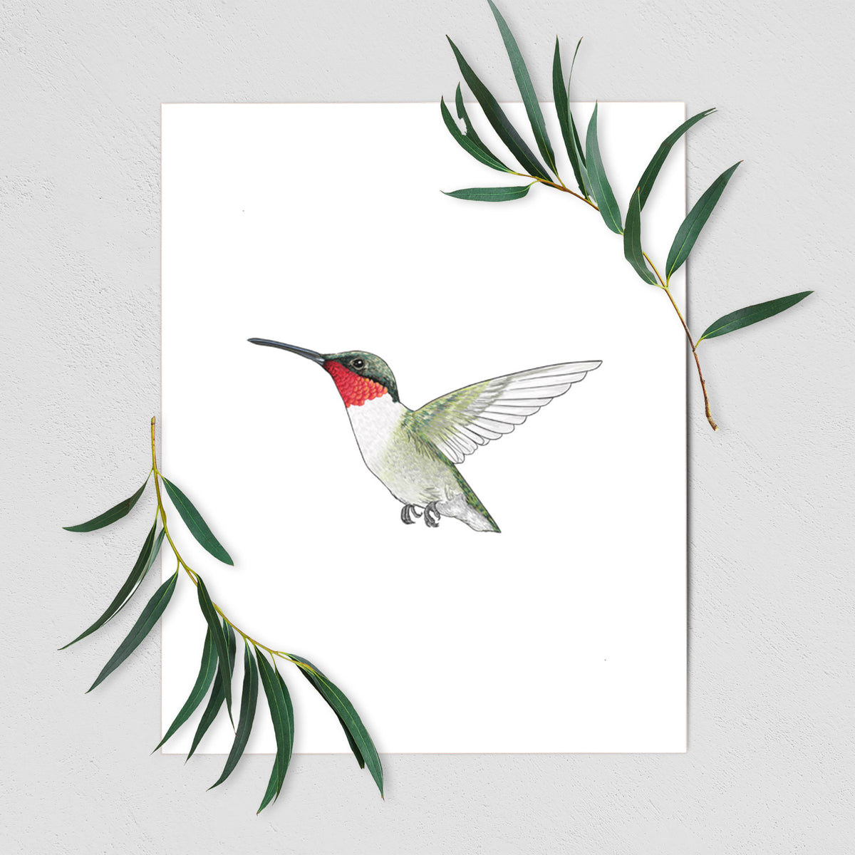 Vibrant Ruby-throated Hummingbird - Archilochus colubris - Fine Art Print