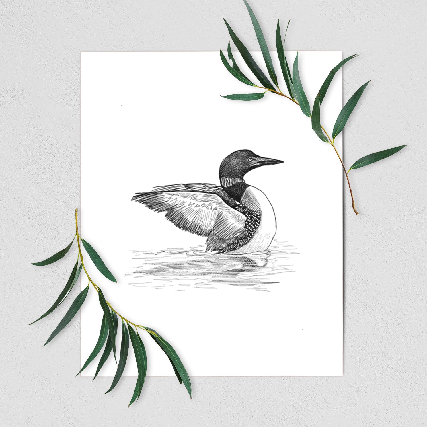 Common Loon - Gavia immer - Fine Art Print