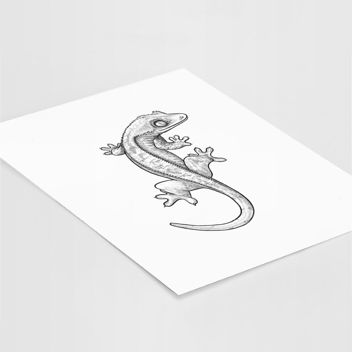 Crested Gecko - Correlophus ciliatus - Fine Art Print