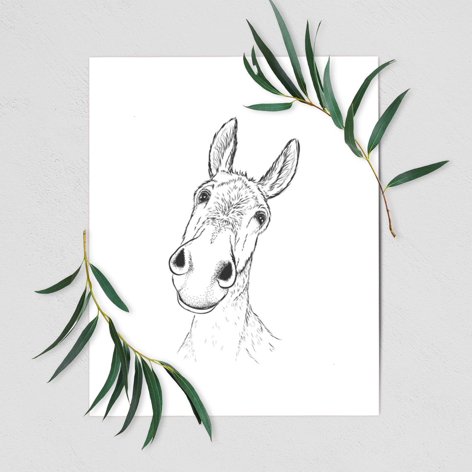 Curious Donkey - Fine Art Print
