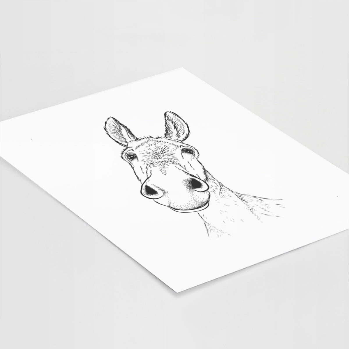 Curious Donkey - Fine Art Print