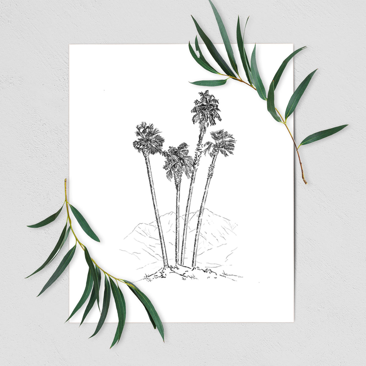 Desert Palms - Mexican Fan Palm - Washingtonia robusta - Fine Art Print