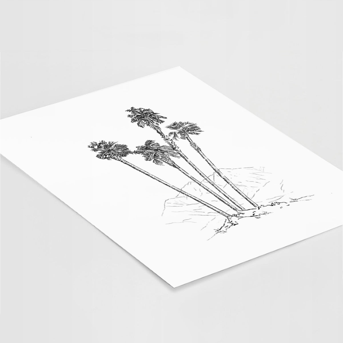 Desert Palms - Mexican Fan Palm - Washingtonia robusta - Fine Art Print