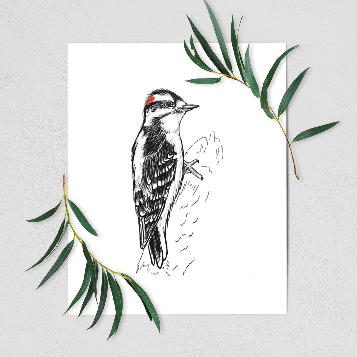 Downy Woodpecker - Picoides pubescens - Fine Art Print