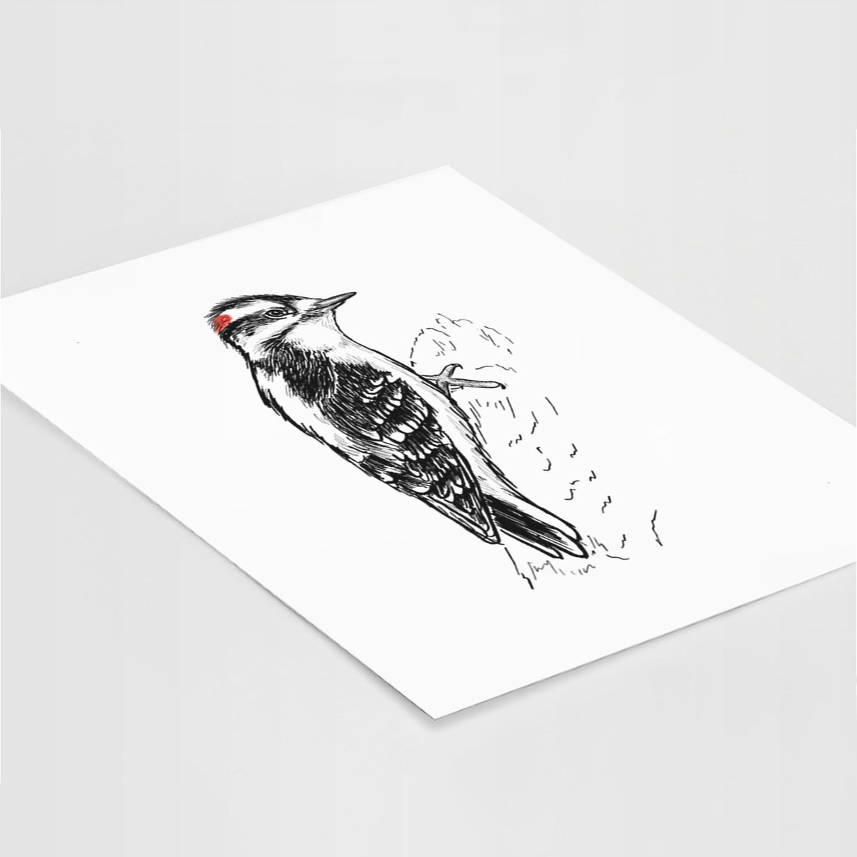 Downy Woodpecker - Picoides pubescens - Fine Art Print