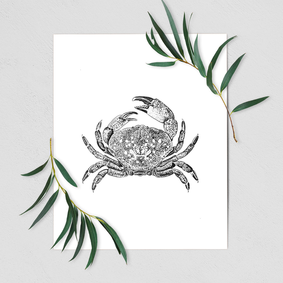 Dungeness Crab - Fine Art Print