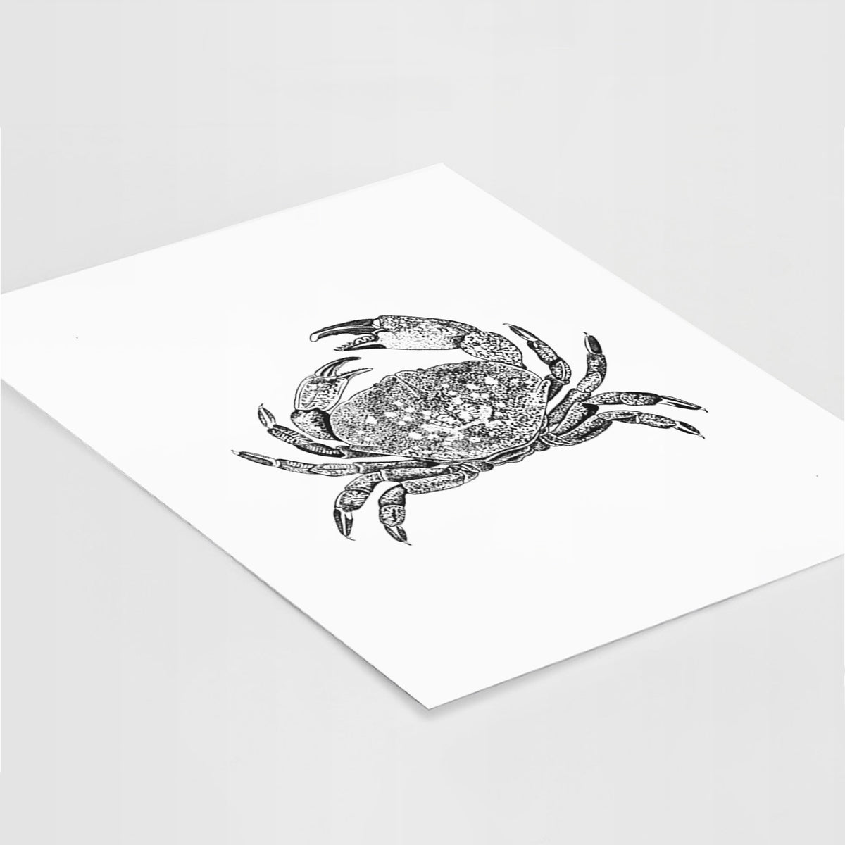 Dungeness Crab - Fine Art Print