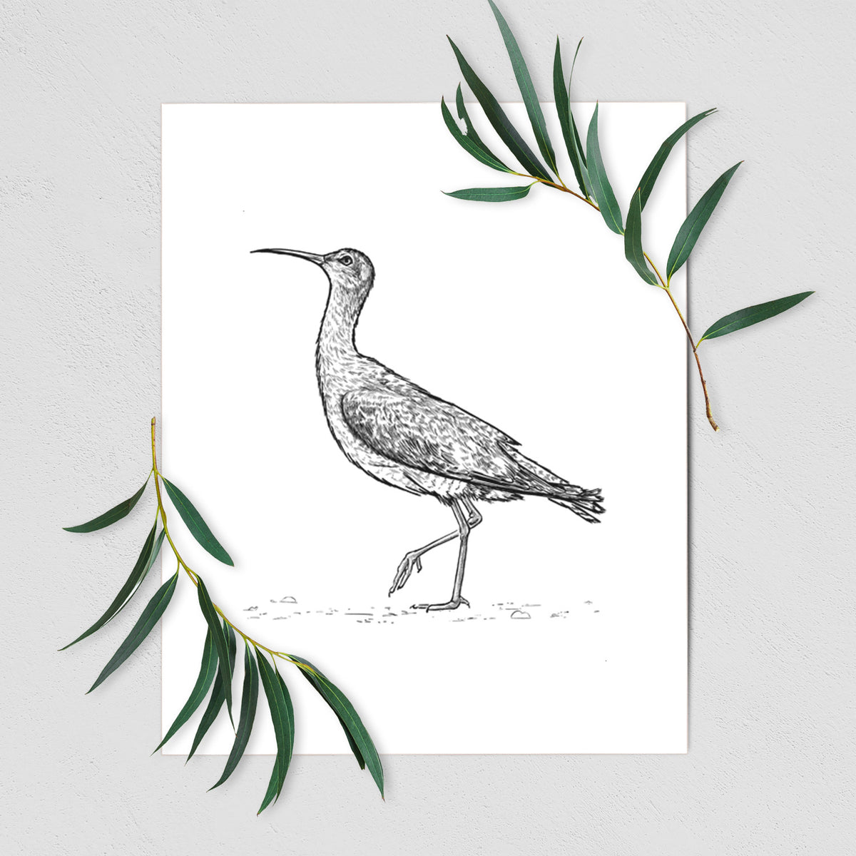 Eskimo Curlew - Numenius borealis - Fine Art Print