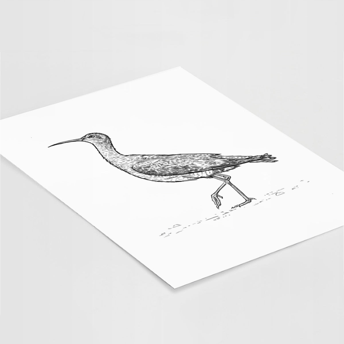 Eskimo Curlew - Numenius borealis - Fine Art Print