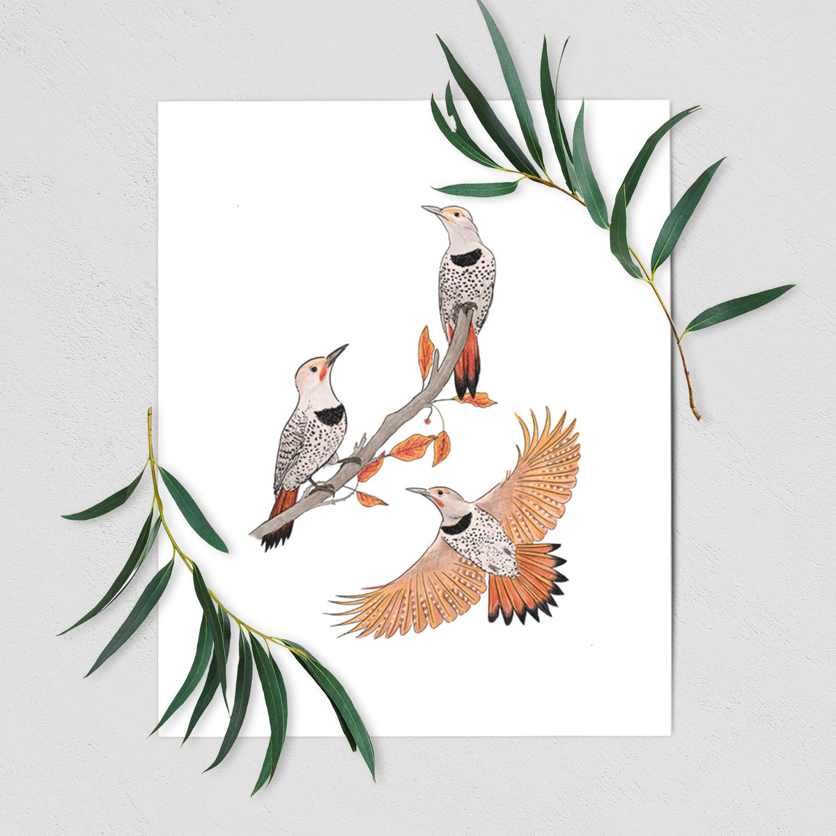 Northern Flickers (Red-shafted) - Colaptes auratus - Fine Art Print