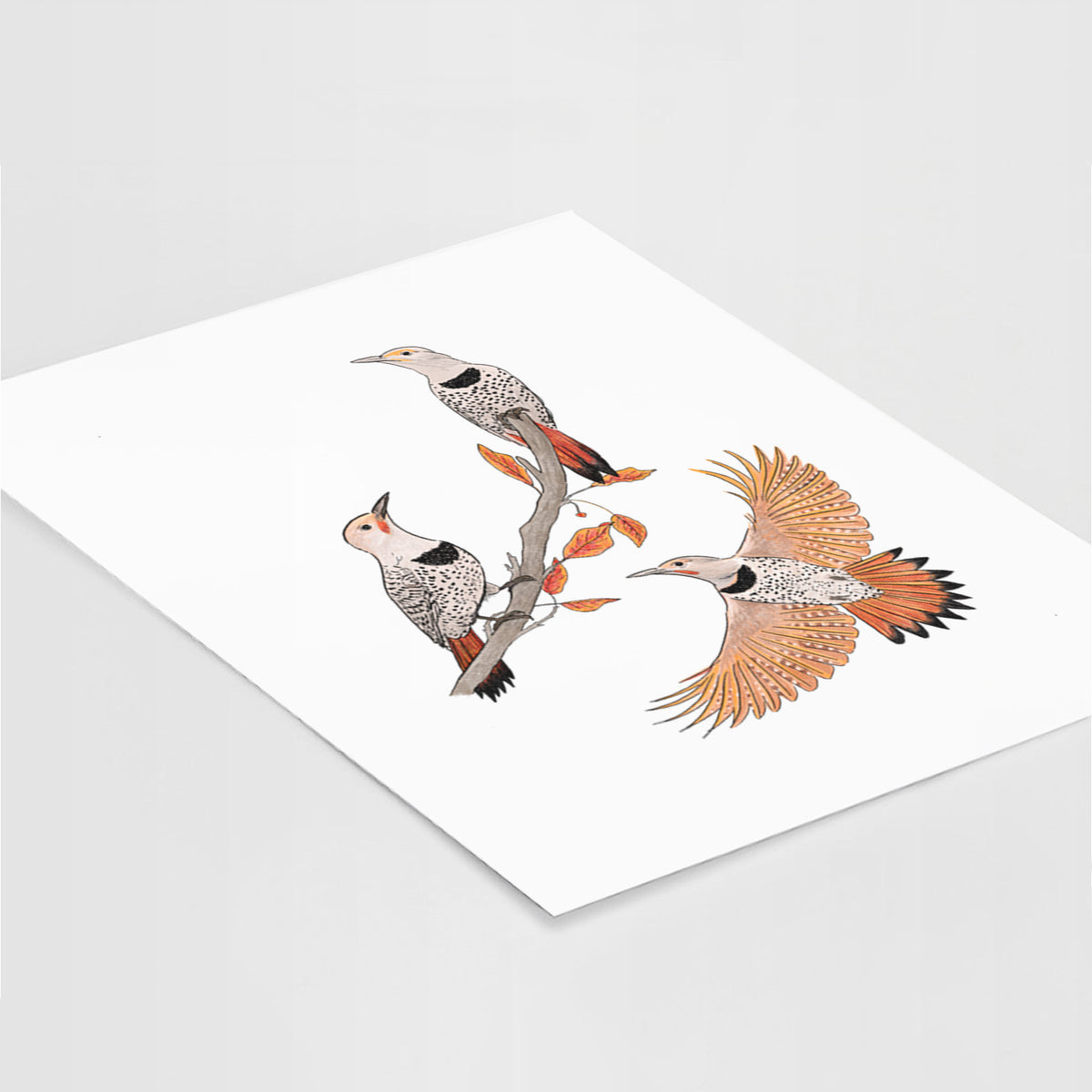 Northern Flickers (Red-shafted) - Colaptes auratus - Fine Art Print