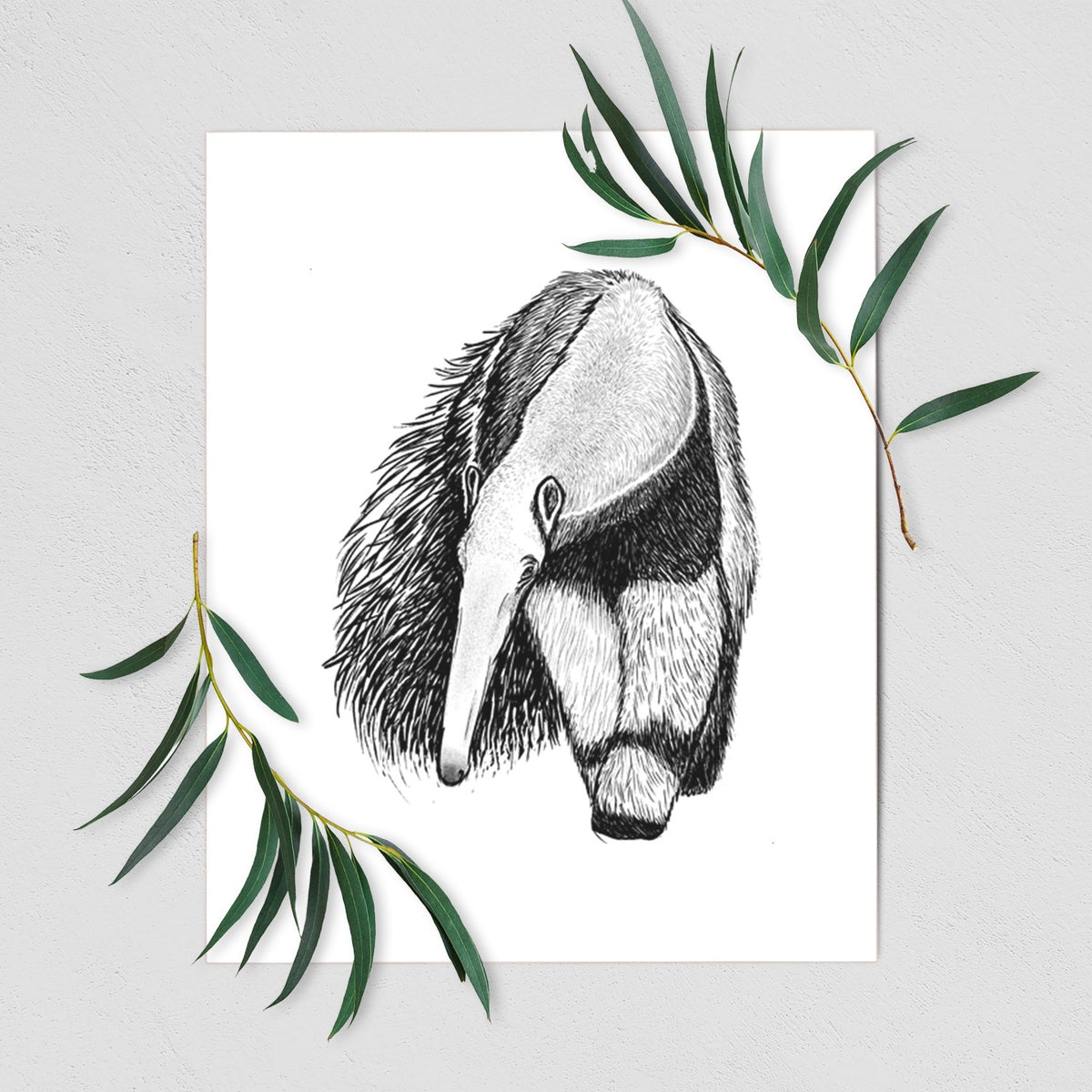 Giant Anteater - Myrmecophaga tridactyla - Fine Art Print