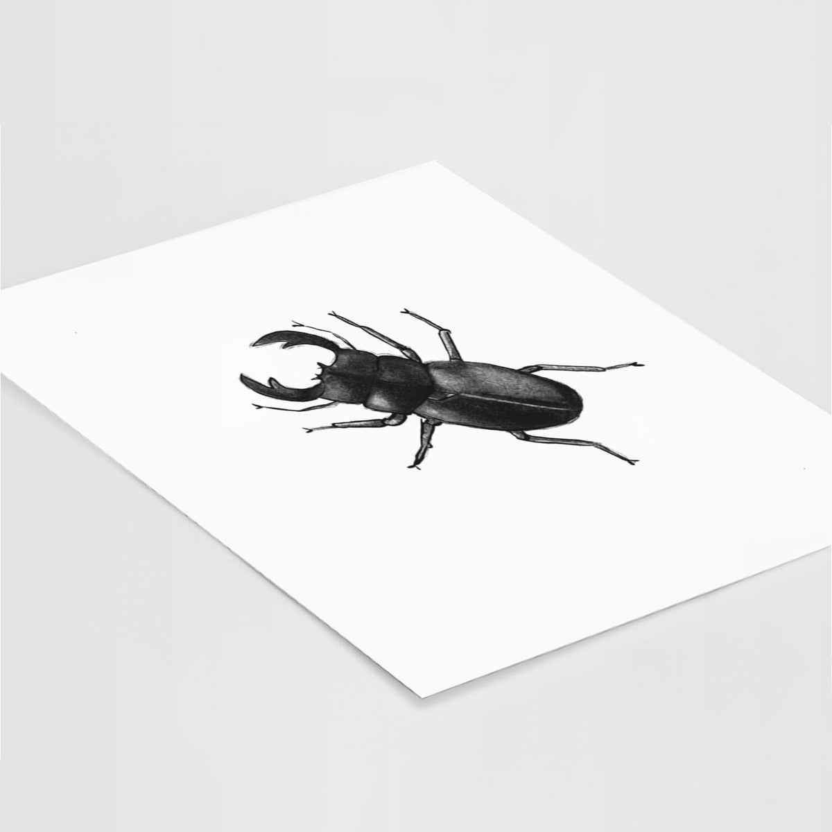 Dorcus titanus - Giant Stag Beetle - Fine Art Print