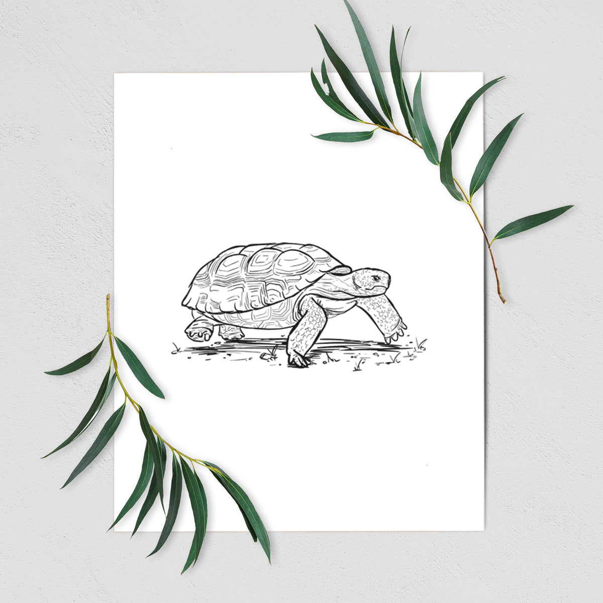 Gopher Tortoise - Gopherus polyphemus - Fine Art Print