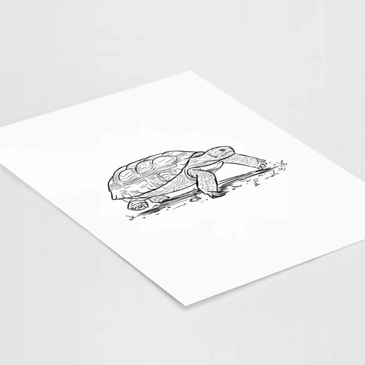 Gopher Tortoise - Gopherus polyphemus - Fine Art Print