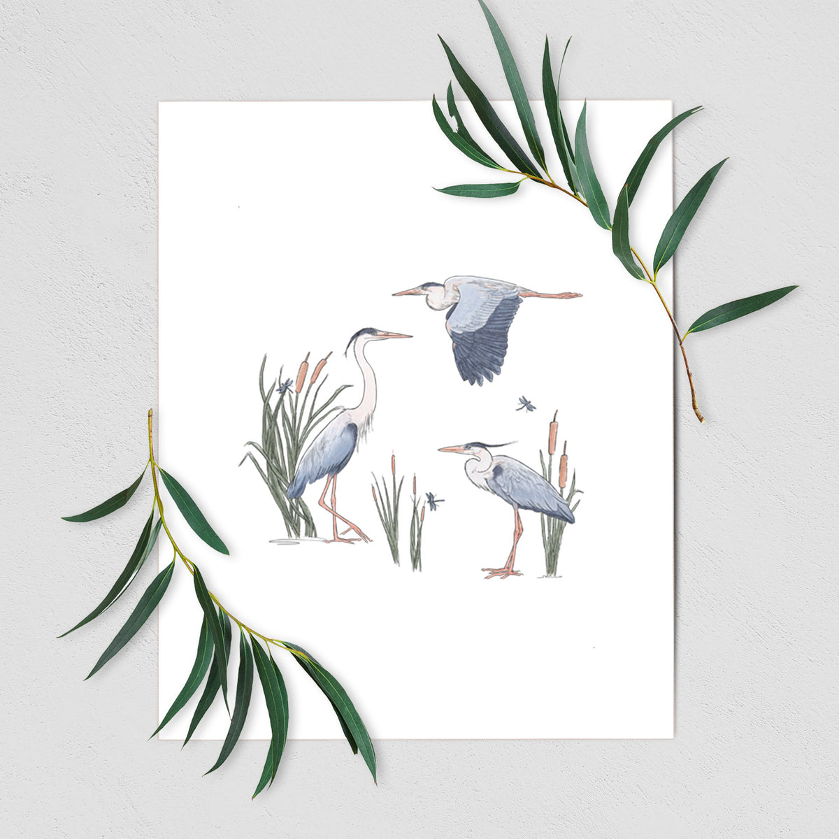 Great Blue Herons in the Cattails - Fine Art Print