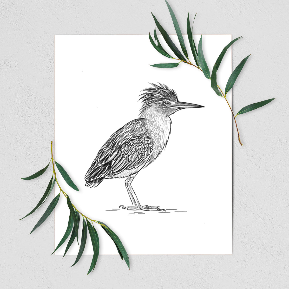 Green Heron - Butorides virescens - Fine Art Print