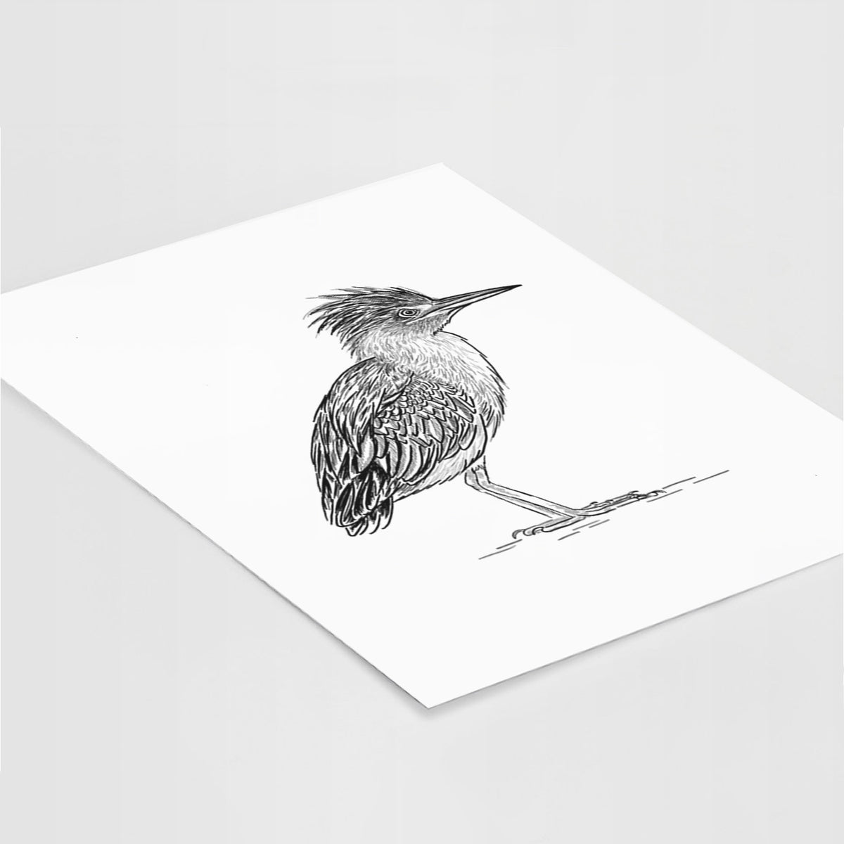 Green Heron - Butorides virescens - Fine Art Print