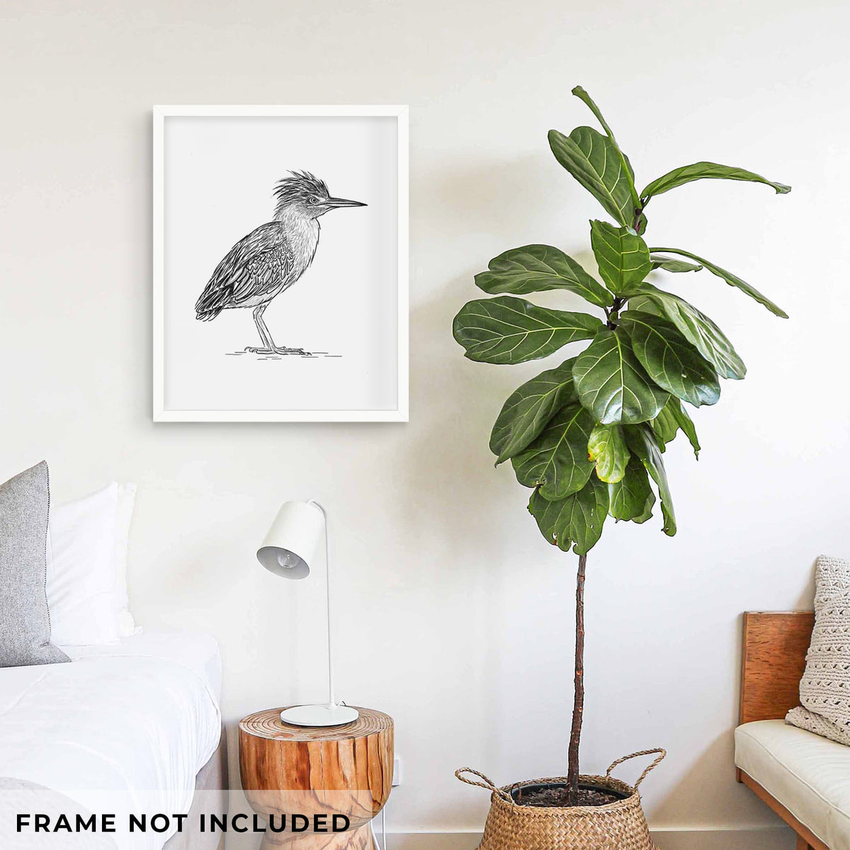 Green Heron - Butorides virescens - Fine Art Print