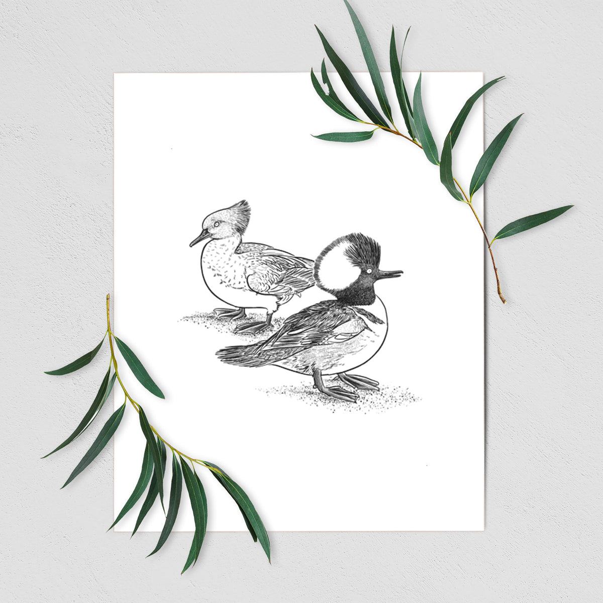 Hooded Mergansers - Lophodytes cucullatus - Fine Art Print