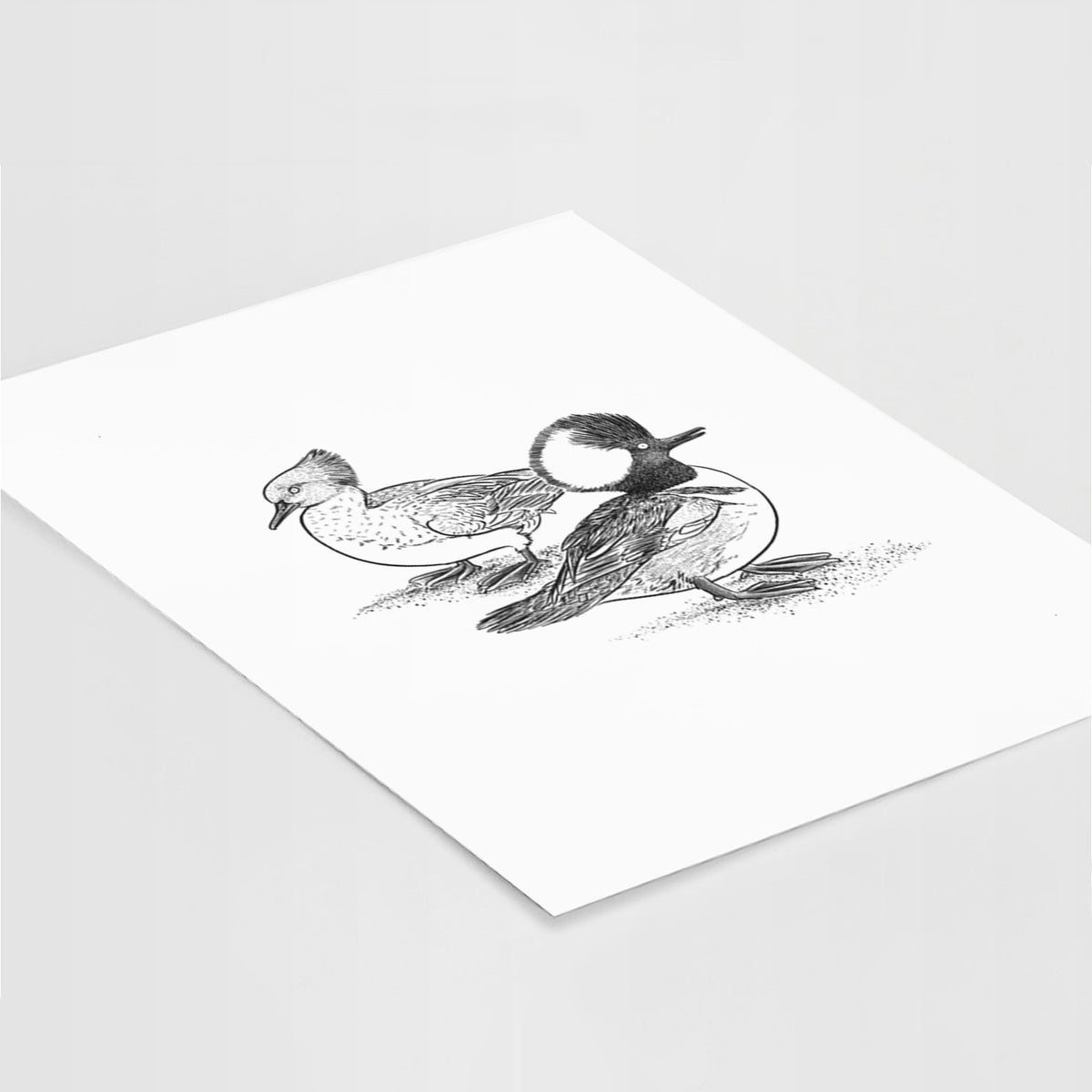 Hooded Mergansers - Lophodytes cucullatus - Fine Art Print