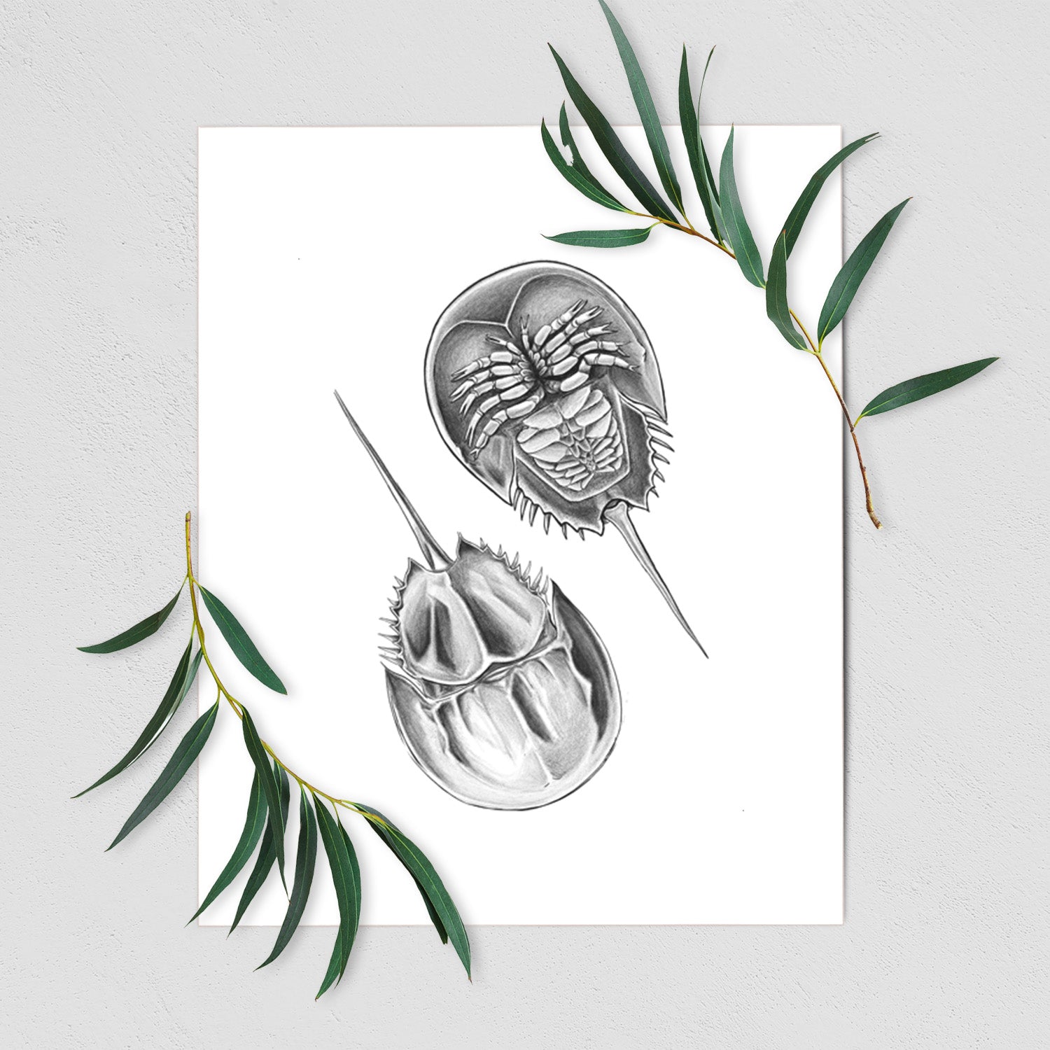 Atlantic Horseshoe Crab - Limulus polyphemus - Fine Art Print