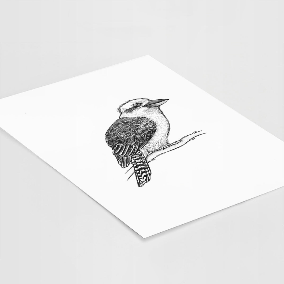 Kookaburra - Dacelo novaeguineae - Fine Art Print