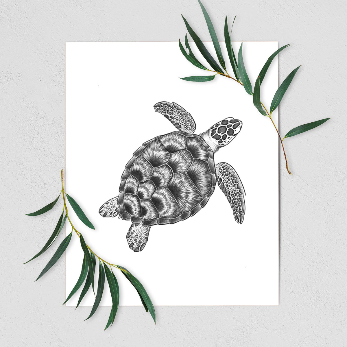 Loggerhead Sea Turtle - Caretta caretta - Fine Art Print