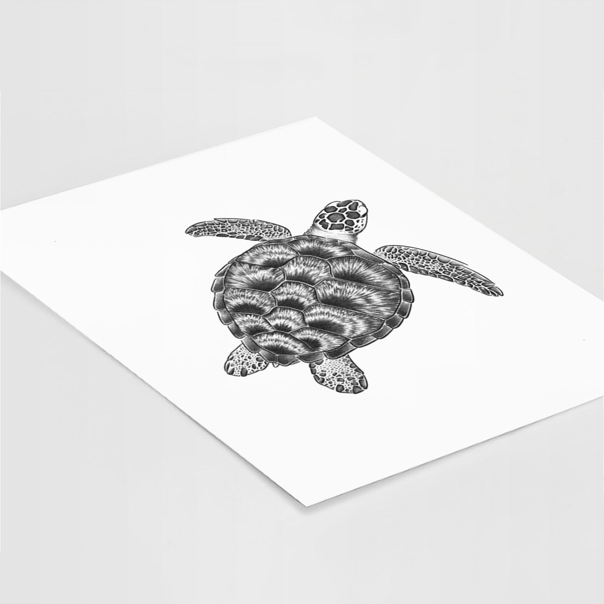 Loggerhead Sea Turtle - Caretta caretta - Fine Art Print