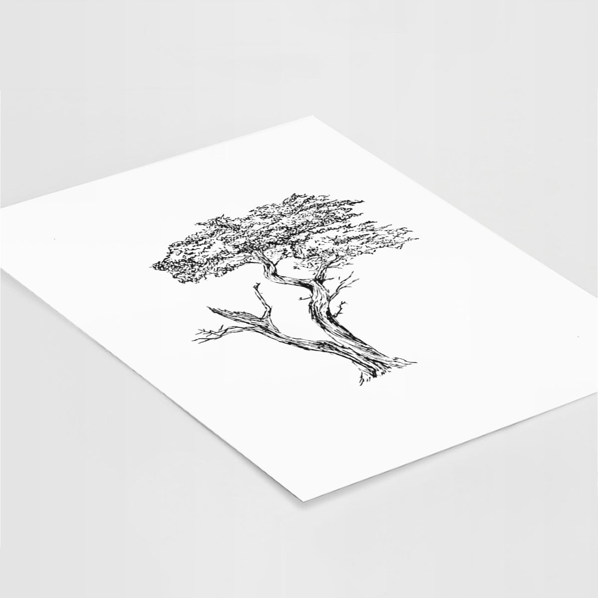 The Lone Cypress - Cupressus Macrocarpa - Monterey Cypress - Fine Art Print