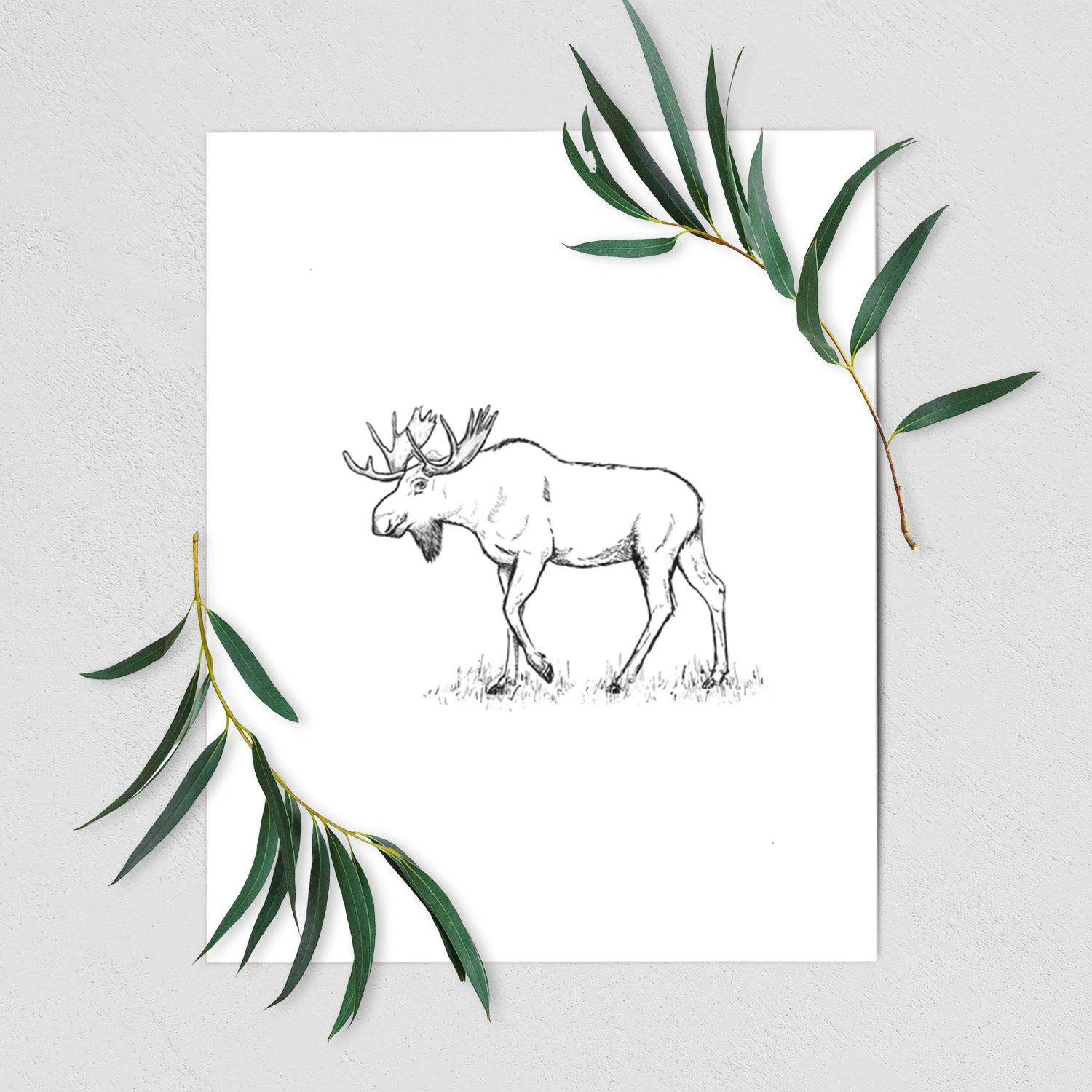 Bull Moose - Alces alces - Fine Art Print