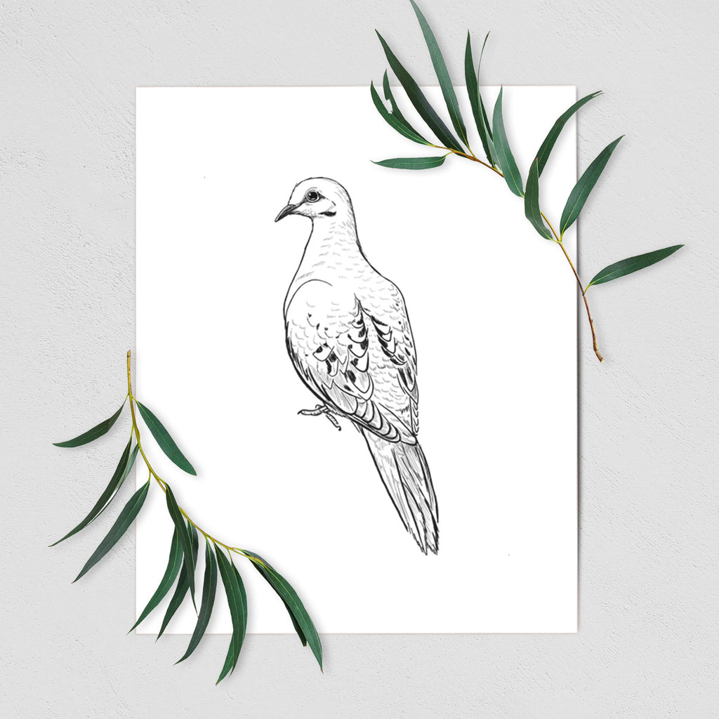 Mourning Dove - Zenaida macroura - Fine Art Print - Because Tees
