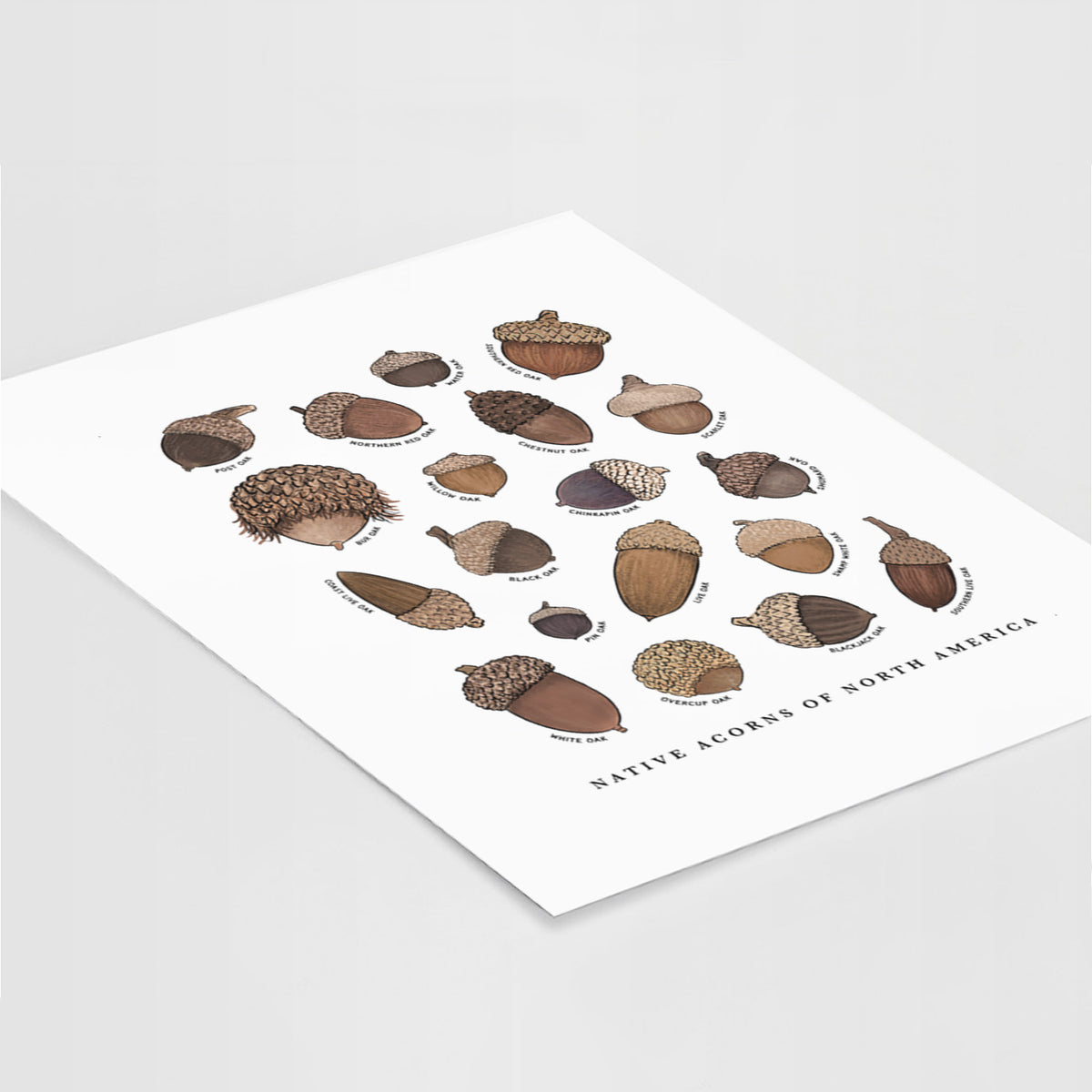 Art print of a full-color chart of North American acorns, each labeled with its oak species, lying at an angle on a white surface.