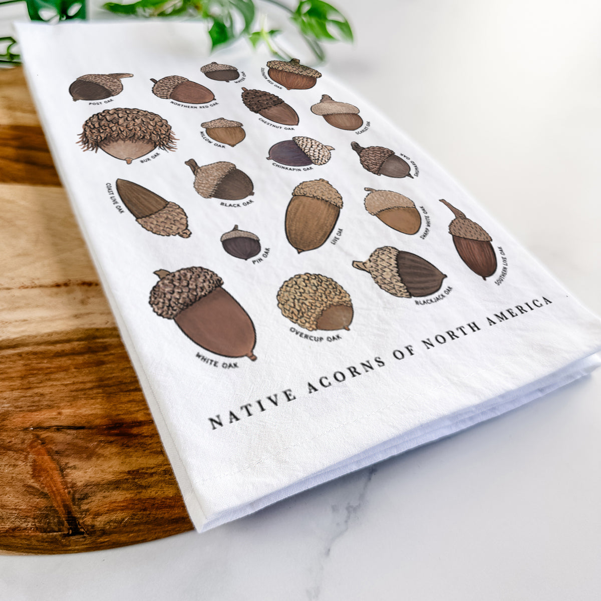 Native Acorns of North America Tea Towel