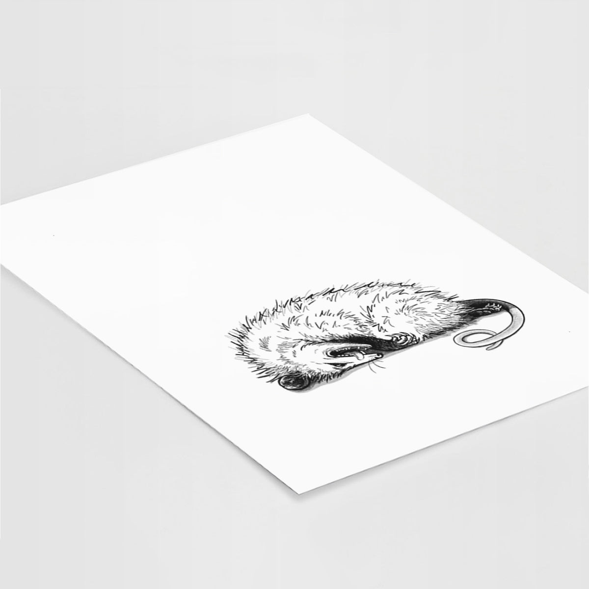 Opossum Playing Dead - Fine Art Print