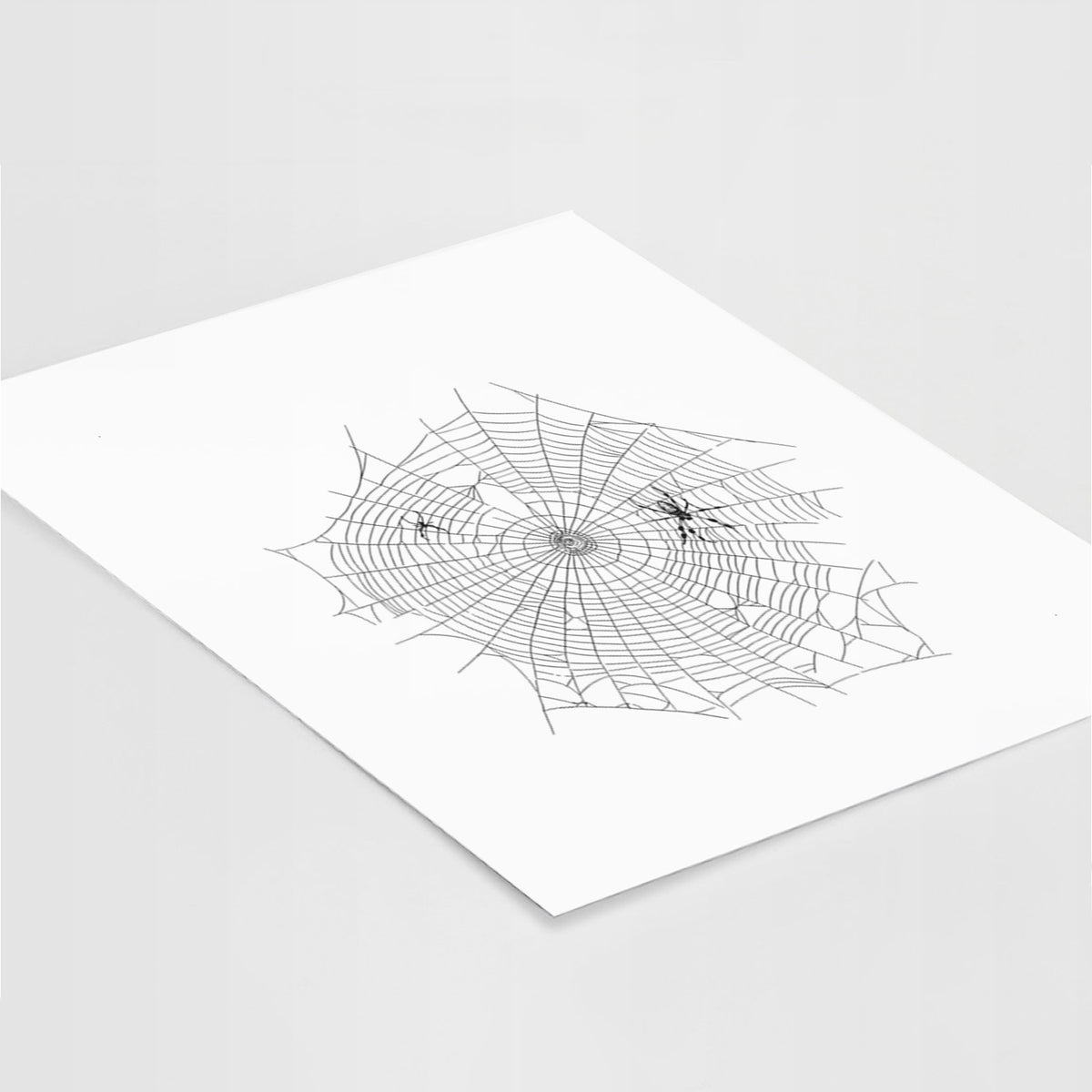 Golden Silk Orb-weaver Spider Web - Trichonephila clavipes - Fine Art Print