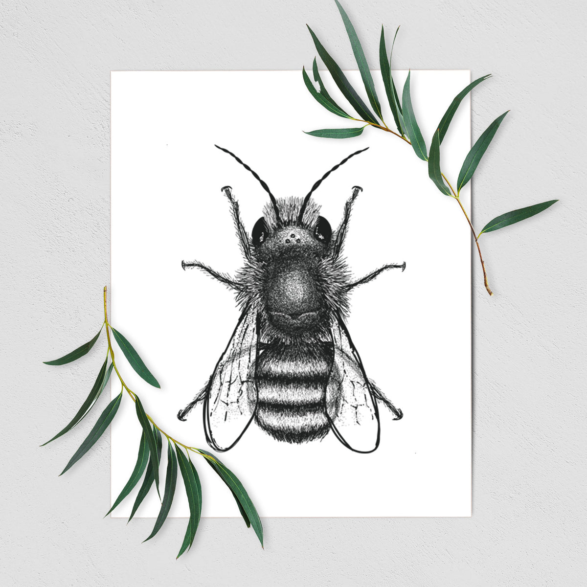 Osmia Bicornis - Red Mason Bee - Fine Art Print